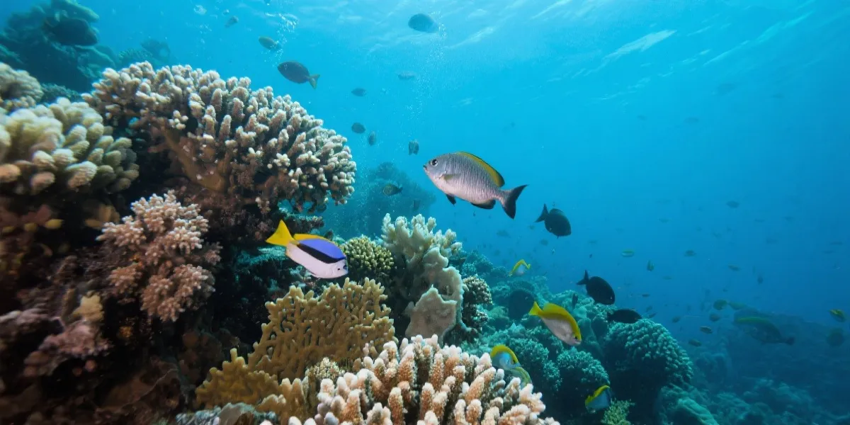 品牌视觉：海底与珊瑚